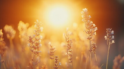 Poster - Soft focus of lavender fields under a setting sun creating a dreamy atmosphere perfect for relaxation themes with side empty space for text Stockphoto style