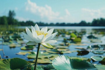 Poster - A single white water lily sits atop a lush green field, providing a serene and peaceful atmosphere