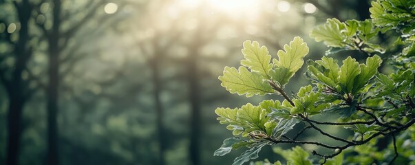 Poster - Close-up of lush green leaves with soft sunlight filtering through the forest.