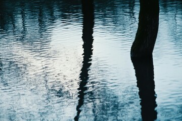 Poster - Submerged tree trunks in a body of water