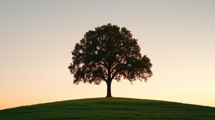 Poster - Isolated single tree silhouette on a grassy hill with a sunset background.