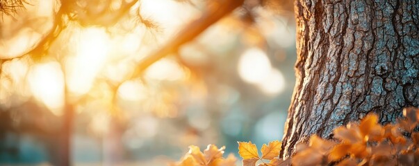 Poster - Autumn leaves and tree bark illuminated by soft sunlight in a tranquil forest setting.
