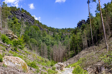 giant stones in a forest with dry trees