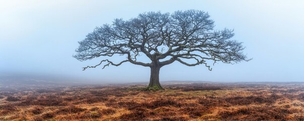 Poster - Lonely oak tree in a foggy landscape, showcasing nature's solitude.