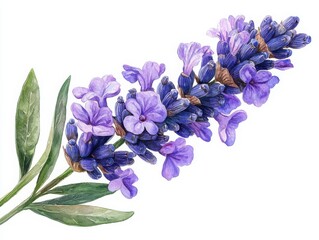 Poster - Explore the beauty of delicate flowering lavender sprigs in stunning illustrations