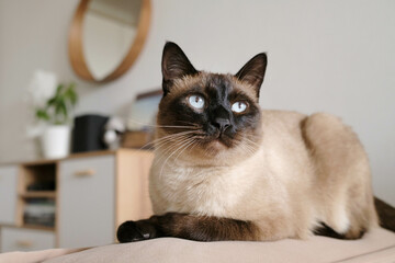 Close-up portrait of a beautiful Siamese cat with blue eyes. Domestic cat sitting on a beige sofa. Cat in a home interior. Image for veterinary clinics, cat sites.