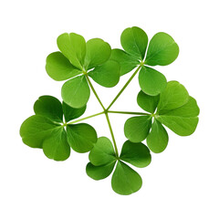 Wall Mural - four leaf clover top view isolated on transparent background cutout