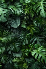  Dense jungle with a variety of tropical foliage.