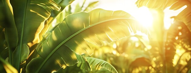 A vibrant tropical banana tree with lush green leaves, bathed in the warm glow of sunlight. Banner background, copy space concept,