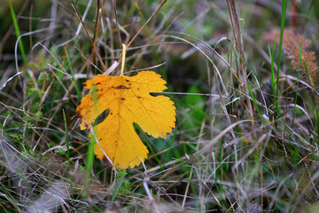 Wall Mural - alone autumn leaf in grass