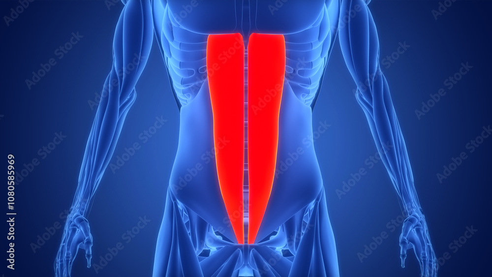 Human Muscular System Torso Muscles Rectus Abdominis Muscle Anatomy ...