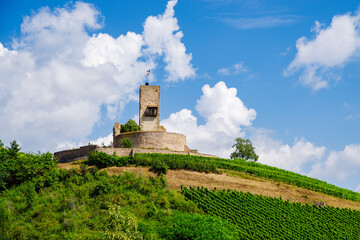 Wall Mural - sunny french vineyards in alsace