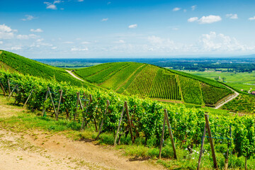 Wall Mural - sunny french vineyards in alsace