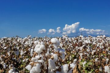 cotton field with white cotton buds.Cotton fields ready for harvest in Izmir - Menemen plain