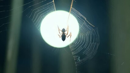 details delicate b urban environments Shot high quality 4K animal arachnid arachnida arachnophobia arthropod background bug cave closeup common creature creepy eight legs environment insect