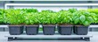 © typepng - A shelf-mounted indoor farm system uses LED lights to cultivate plants