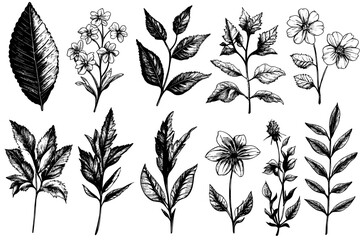 Poster - Isolated with a white background, these are silhouettes of wild and garden flowers and leaves. There are black and white outlines of the flowers and leaves.