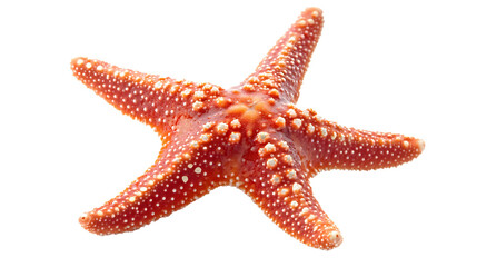 Red starfish on a transparent background. isolated background.