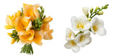 PNG set of freesia isolate on transparent and white background