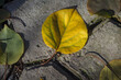 © Farkhad - A yellow fallen leaf lies in the sunlight on a gray concrete tile