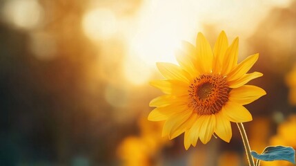 Wall Mural - Bright Sunflower in Field at Sunrise