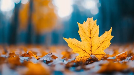 Canvas Print - A vibrant orange leaf stands out against a backdrop of autumn foliage, captured in soft focus, This image can be used for nature-themed projects, seasonal promotions