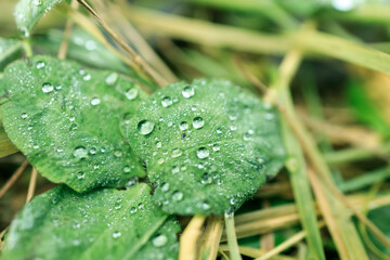 Wall Mural - A leaf with water droplets on it, giving it a fresh and vibrant look