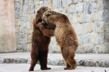 two brown bears standing up on two legs and playing