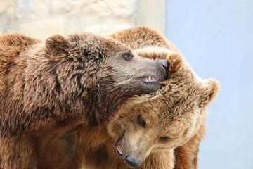 Wall Mural - two brown bears closeup heads while playing