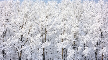 Wall Mural - Frost-kissed trees under a clear blue sky, showcasing a serene winter landscape.