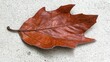 © TOWTOW Studio - A close-up view of a brown, dried oak leaf on a concrete surface.