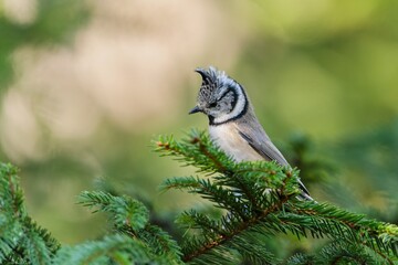 A cute crested tit sits on a spruce twig. Lophophanes cristatus. A cute titmouse with crest in the nature habitat. 