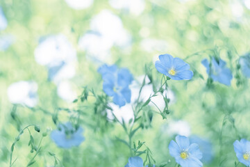 Wall Mural - blue flax flowers on pastel green blurred background, selective soft focus