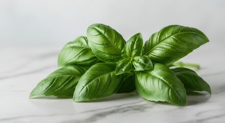 Canvas Print - Fresh green basil leaves on marble background