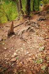 Wall Mural - Autumn Trail with Exposed Roots