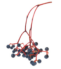 Wall Mural - Blue berries of wild grape (Parthenocissus) isolated on white or transparent background