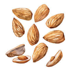 Wall Mural - A watercolor painting of a set of almond seeds, isolated on a white background. Almond seeds vector.