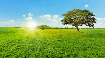 Wall Mural - trees on green grass, blue sky and mountain landscape background, sunset or sunrise light, sun rays,