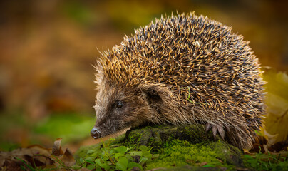 Wall Mural - Hedgehog, Scientific name: Erinaceus Europaeus.  Wild, native, European hedgehog foraging at dusk in hedgehog friendly garden.  Facing left. Horizontal.  Space for copy.