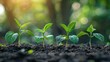 © Fana Art - Four young green plants growing in rich soil with a blurred background of green foliage and sun.