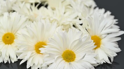 Wall Mural - white chrysanthemums