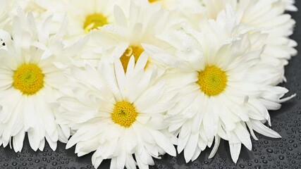 Wall Mural - white chrysanthemums