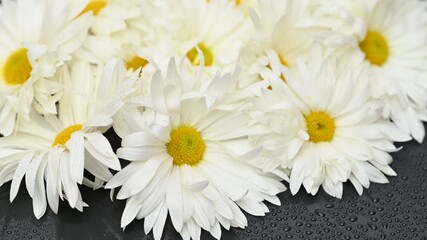 Wall Mural - white chrysanthemums