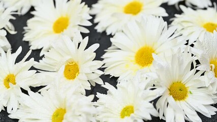 Wall Mural - white chrysanthemums