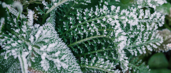 Wall Mural - Beatiful frozen plants. Hoarfrost on the leaves. Natural winter background. Macro nature