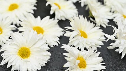 Wall Mural - white chrysanthemums