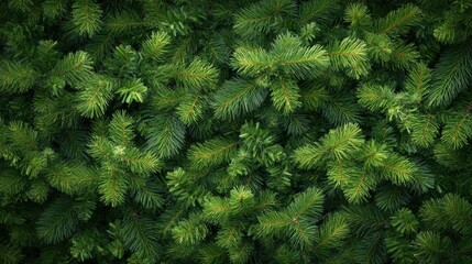 Wall Mural - Lush green fir tree branches creating a serene woodland backdrop