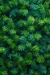 © BrandwayArt - Lush fir tree branches creating a vibrant green background in nature