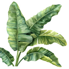 A watercolor drawing of a set of banana leaves, isolated on a white background. Banana leaves vector.