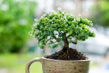 Wall Mural - A small tree is in a pot.